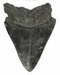 Serrated, Fossil Megalodon Tooth #54239-1
